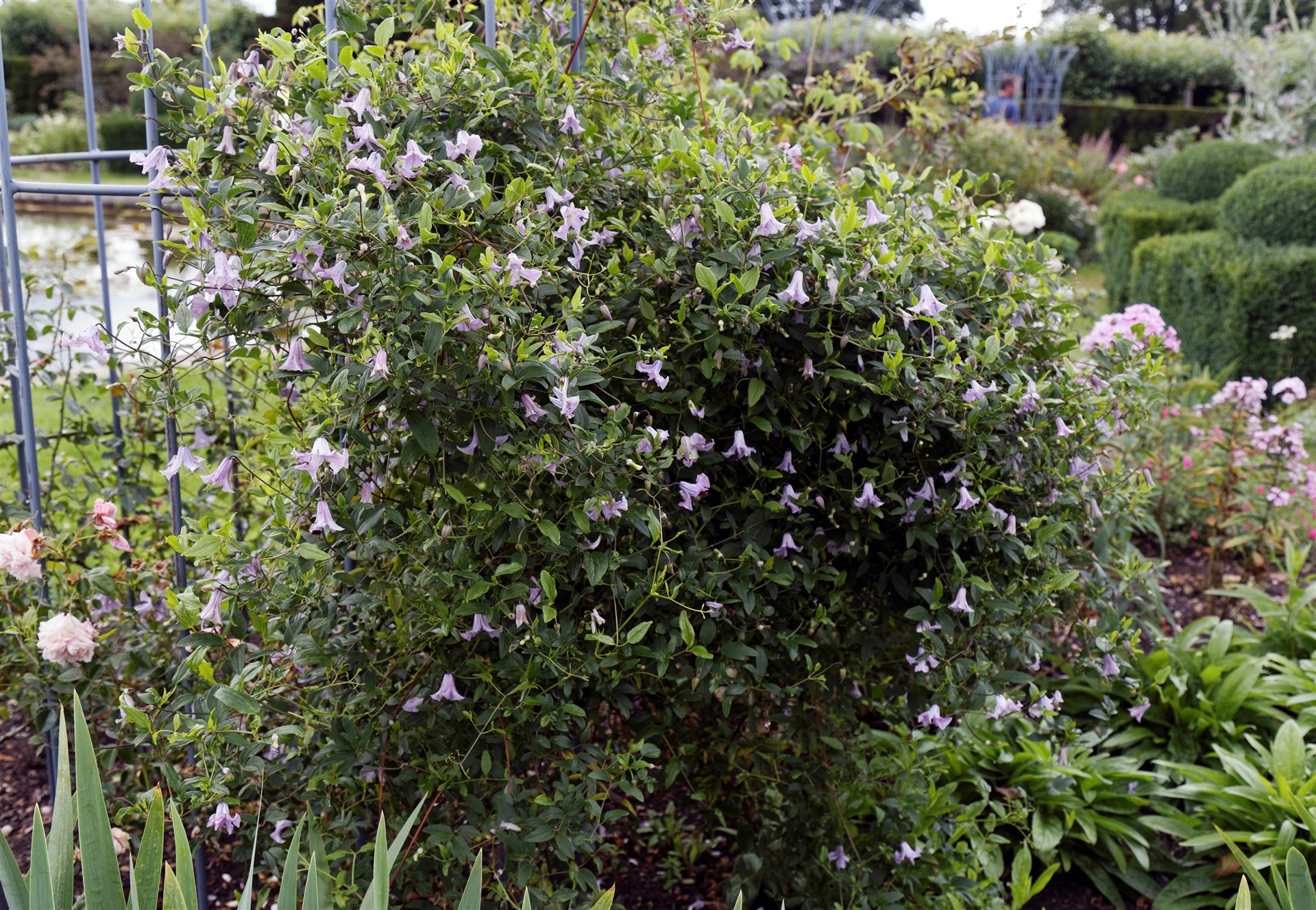Lyse fiolette, klokkeformede blomster på klematis Pagoda